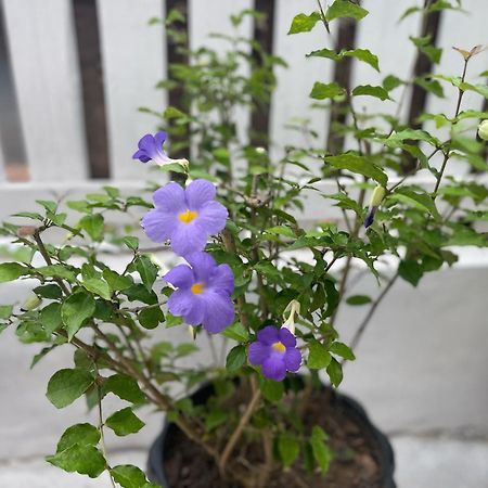 Moukdavan Guesthouse Luang Prabang Buitenkant foto