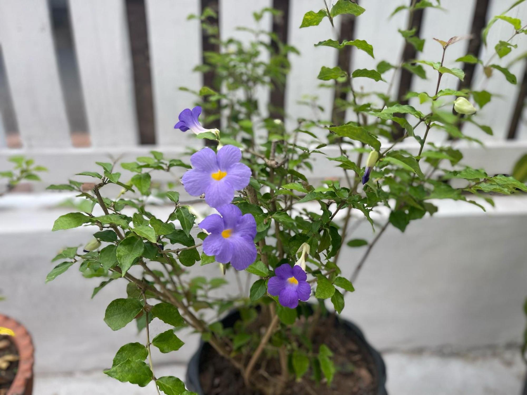 Moukdavan Guesthouse Luang Prabang Buitenkant foto